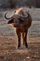 Buvol africky - Syncerus caffer - African Buffalo o0607